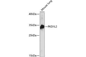 Western blot analysis of extracts of mouse lung, using PKD1L2 antibody (ABIN7269451) at 1:1000 dilution.