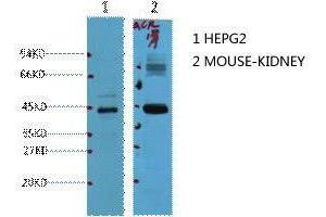 Western Blot (WB) analysis of 1) HepG2, 2) Mouse Kidney, diluted at 1:1000. (AMACR anticorps)