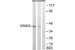 Western blot analysis of extracts from HepG2 and 293cells, using GNAI3 antibody. (GNAI3 anticorps  (Internal Region))