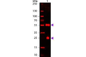 Western blot of 680 conjugated Donkey Anti-Sheep IgG Pre-Adsorbed secondary antibody. (Âne anti-Mouton IgG Anticorps (DyLight 680) - Preadsorbed)