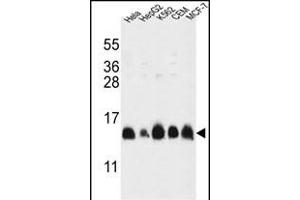 HIST1H2AL Antibody (C-term) (ABIN651090 and ABIN2840066) western blot analysis in HL-60,HepG2,K562,CEM,MCF-7 cell line lysates (35 μg/lane). (HIST1H2AL anticorps  (C-Term))