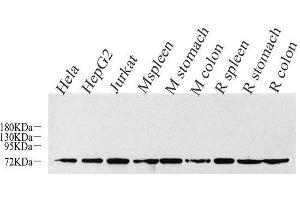 Western Blot analysis of various samples using CDC25A Polyclonal Antibody at dilution of 1:1000. (CDC25A anticorps)
