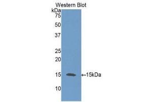 Western Blotting (WB) image for anti-Neurotrophin 3 (NTF3) (AA 21-138) antibody (ABIN3209313) (Neurotrophin 3 anticorps  (AA 21-138))