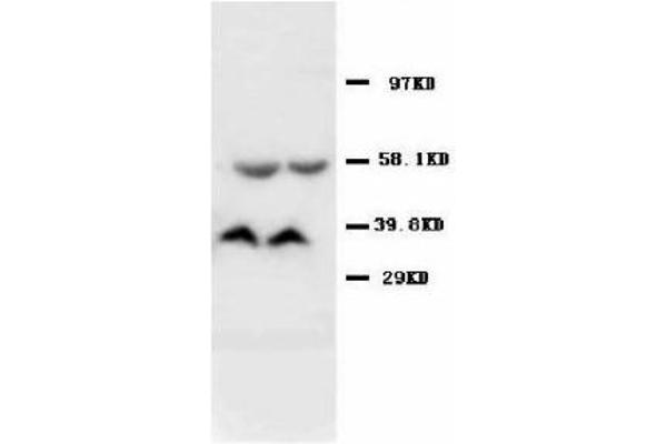 AMD1 anticorps  (C-Term)