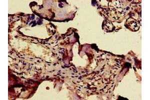 Immunohistochemistry of paraffin-embedded human placenta tissue using ABIN7171179 at dilution of 1:100 (ERVW-1 anticorps  (AA 21-443))
