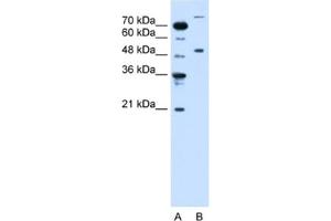 Western Blotting (WB) image for anti-Tripartite Motif Containing 42 (TRIM42) antibody (ABIN2462695) (TRIM42 anticorps)