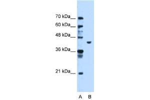 WB Suggested Anti-PGK1 Antibody Titration:  1. (PGK1 anticorps  (C-Term))