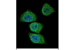 Confocal immunofluorescent analysis of GIF Antibody (Center) (ABIN656899 and ABIN2846098) with 293 cell followed by Alexa Fluor 488-conjugated goat anti-rabbit lgG (green). (Intrinsic Factor anticorps  (AA 189-218))
