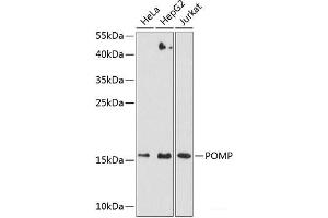 Western blot analysis of extracts of various cell lines using POMP Polyclonal Antibody at dilution of 1:3000. (POMP anticorps)