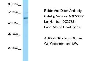 Western Blotting (WB) image for anti-Dynactin 4 (DCTN4) (C-Term) antibody (ABIN2786941) (Dynactin 4 anticorps  (C-Term))