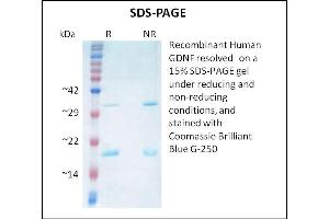 SDS-PAGE (SDS) image for Glial Cell Line Derived Neurotrophic Factor (GDNF) (Active) protein (ABIN5509451)