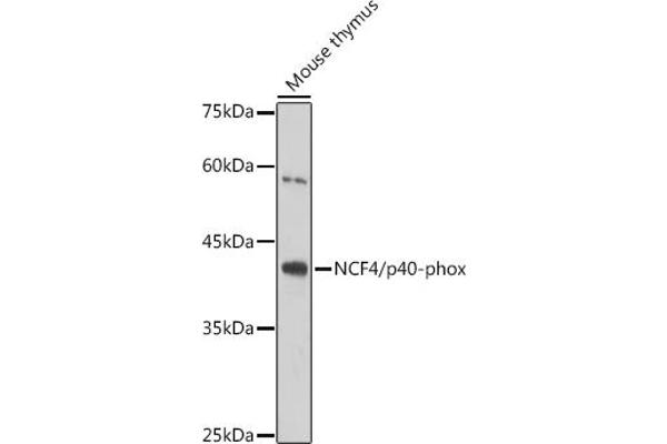 NCF4 anticorps