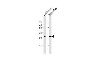 All lanes : Anti-DANRE hoxc9a Antibody (C-term) at 1:1000 dilution Lane 1: Zebrafish muscle lysate Lane 2: Zebrafish lysate Lysates/proteins at 20 μg per lane. (HOXC9 anticorps  (C-Term))