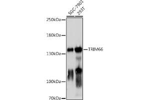 Western blot analysis of extracts of various cell lines, using TRIM66 antibody (ABIN7270997) at 1:1000 dilution. (TRIM66 anticorps)
