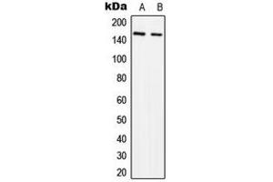 Western blot analysis of SLK expression in MCF7 (A), NIH3T3 (B) whole cell lysates. (SLK anticorps  (C-Term))