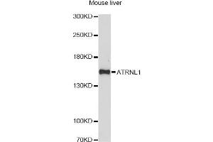 Western blot analysis of extracts of mouse liver, using ATRNL1 antibody. (ATRNL1 anticorps)