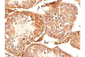 ABIN6267221 at 1/100 staining mouse testicular tissue sections by IHC-P.