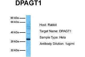 Host: Rabbit Target Name: DPAGT1 Sample Tissue: Human Hela Antibody Dilution: 1. (DPAGT1 anticorps  (C-Term))