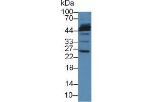 Detection of MFAP2 in Porcine Liver lysate using Polyclonal Antibody to Microfibrillar Associated Protein 2 (MFAP2) (MFAP2 anticorps  (AA 6-162))