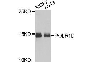Western blot analysis of extracts of MCF7 and A549 cells, using POLR1D antibody. (POLR1D anticorps)