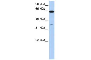 Karyopherin Alpha 6 antibody used at 1 ug/ml to detect target protein. (KPNA6 anticorps)