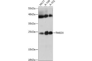 Western blot analysis of extracts of various cell lines, using TMED3 antibody (ABIN7270944) at 1:1000 dilution.