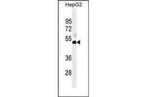Western blot analysis of SPDYE1 Antibody (C-term) in HepG2 cell line lysates (35ug/lane). (SPDYE1 anticorps  (C-Term))
