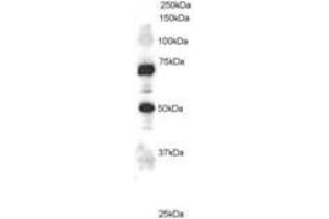 Image no. 1 for anti-Engulfment and Cell Motility 1 (ELMO1) (AA 714-727) antibody (ABIN293916) (ELMO1 anticorps  (AA 714-727))