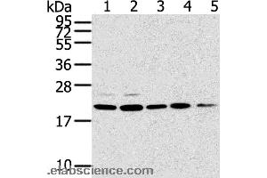 Western blot analysis of 293T, 231, PC3, A549 and K562 cell, using TPD52L1 Polyclonal Antibody at dilution of 1:300 (TPD52L1 anticorps)