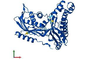 AlphaFold protein structure predicition of Human Recombinant GALK1 Protein, UniprotID P51570