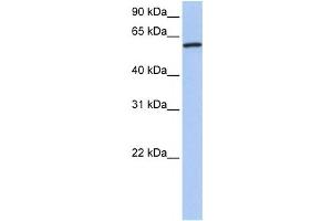 Western Blotting (WB) image for anti-Cortactin (CTTN) antibody (ABIN2459513) (Cortactin anticorps)