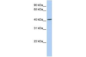 WB Suggested Anti-ARC Antibody Titration:  0. (ARC (N-Term) anticorps)