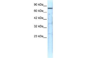 TRAP1 antibody (20R-1281) used at 0. (TRAP1 anticorps  (N-Term))
