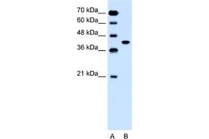 Western Blotting (WB) image for anti-Solute Carrier Family 35, Member B1 (SLC35B1) antibody (ABIN2462747) (SLC35B1 anticorps)