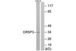 Western Blotting (WB) image for anti-Olfactory Receptor, Family 5, Subfamily P, Member 3 (OR5P3) (AA 55-104) antibody (ABIN2891035) (OR5P3 anticorps  (AA 55-104))