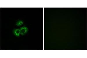Immunofluorescence (IF) image for anti-Olfactory Receptor, Family 52, Subfamily D, Member 1 (OR52D1) (AA 269-318) antibody (ABIN2890937) (OR52D1 anticorps  (AA 269-318))