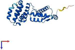 AlphaFold protein structure predicition of Mouse Recombinant Gid8 Protein, UniprotID Q9D7M1