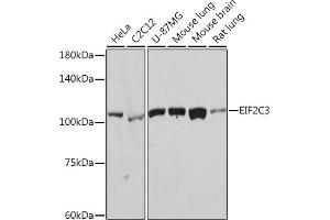 Western blot analysis of extracts of various cell lines, using eIF2C3 Rabbit mAb (ABIN7267039) at 1:1000 dilution. (EIF2C3 anticorps)