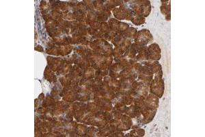 Immunohistochemical staining (Formalin-fixed paraffin-embedded sections) of human pancreas with RPS29 polyclonal antibody  shows strong cytoplasmic positivity in exocrine glandular cells. (RPS29 anticorps)