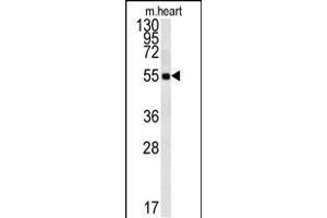 Western blot analysis in mouse heart tissue lysates (15ug/lane). (FAM105B anticorps  (AA 99-128))