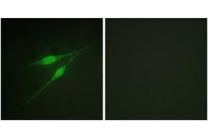 Immunofluorescence (IF) image for anti-Mitogen-Activated Protein Kinase 14 (MAPK14) (AA 288-337) antibody (ABIN2888769) (MAPK14 anticorps  (AA 288-337))