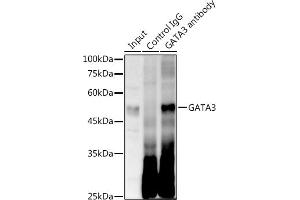 Immunoprecipitation analysis of 300 μg extracts of Jurkat cells using 3 μg G antibody .