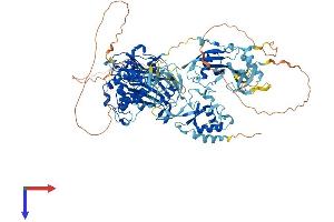 AlphaFold protein structure predicition of Human Recombinant USP4 Protein, UniprotID Q13107