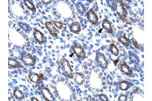 RGS6 antibody was used for immunohistochemistry at a concentration of 4-8 ug/ml to stain Epithelial cells of renal tubule (arrows) in Human Kidney. (RGS6 anticorps  (C-Term))