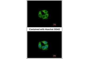 ICC/IF Image Immunofluorescence analysis of methanol-fixed Hep G2, using PCCB, antibody at 1:500 dilution. (PCCB anticorps  (Center))