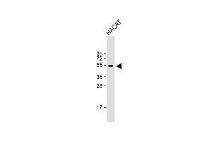 Anti-RASSF10 Antibody (Center) at 1:1000 dilution + HACAT whole cell lysate Lysates/proteins at 20 μg per lane. (RASSF10 anticorps  (AA 230-259))