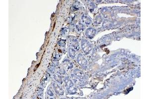 IHC testing of FFPE rat small intestine tissue with Galectin 1 antibody at 1ug/ml. (LGALS1/Galectin 1 anticorps)