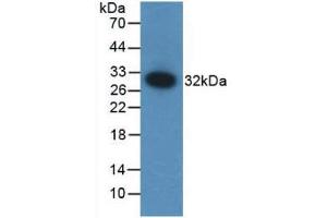 Western blot analysis of recombinant Mouse F12. (F12 anticorps  (AA 352-587))