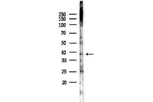 Western blot analysis of lysates from RAW264.