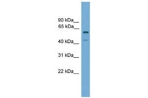 WB Suggested Anti-Zscan12 Antibody Titration:  0. (ZSCAN12 anticorps  (C-Term))